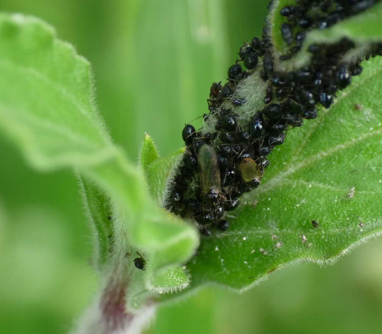 Piccoli Bibionidae: Dilophus cf. femoratus M e F